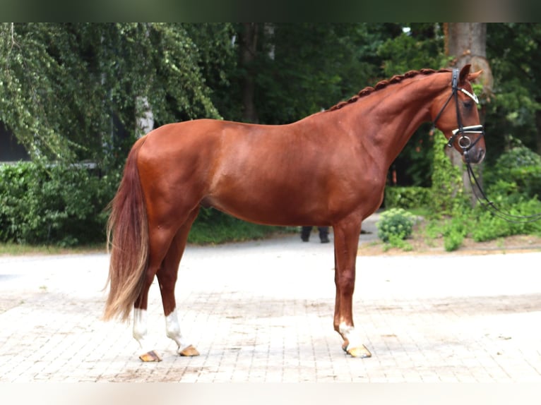 Hannoveraner Wallach 3 Jahre 168 cm Fuchs in Ree&#xDF;um