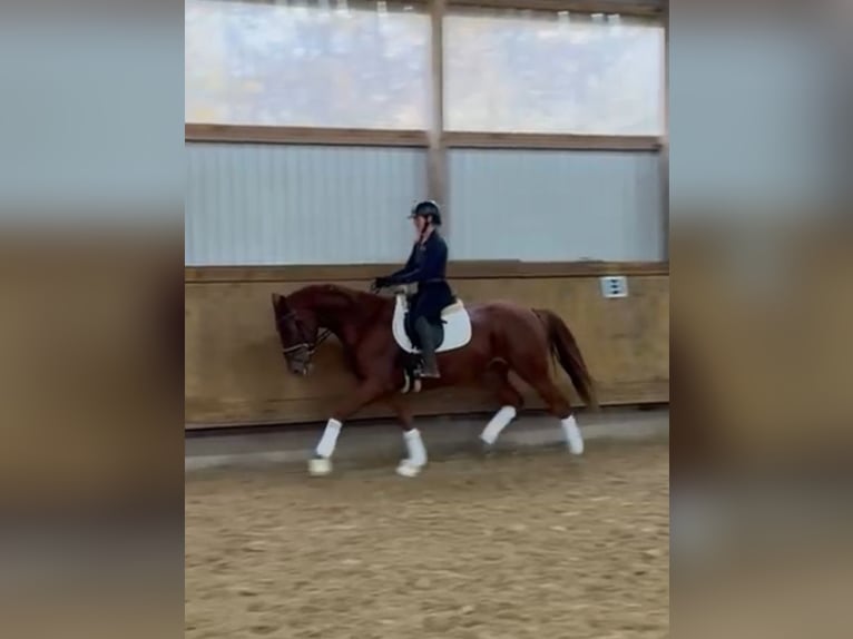 Hannoveraner Wallach 3 Jahre 168 cm Fuchs in Rosdorf