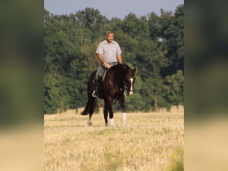 Hannoveraner Wallach 3 Jahre 168 cm Rappe in Dahme/Mark