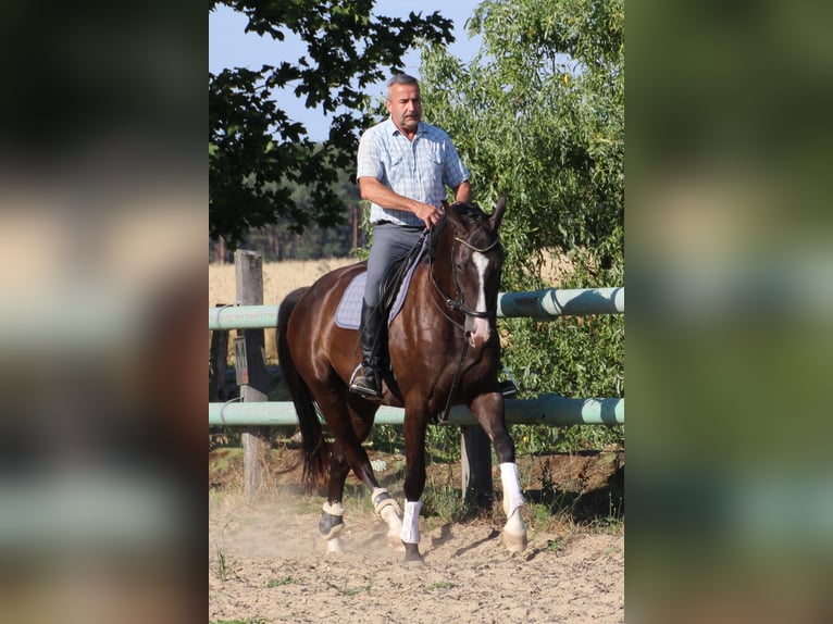 Hannoveraner Wallach 3 Jahre 168 cm Rappe in Dahme/Mark