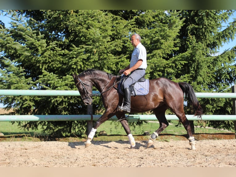 Hannoveraner Wallach 3 Jahre 168 cm Rappe in Dahme/Mark
