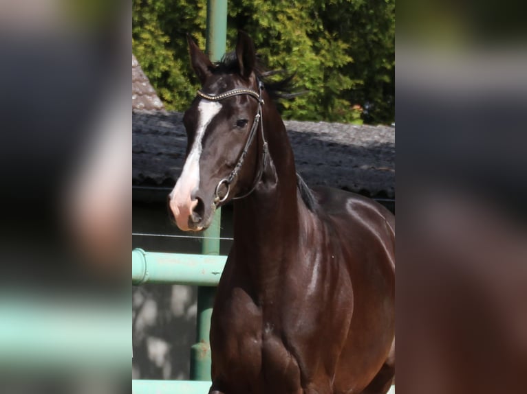 Hannoveraner Wallach 3 Jahre 168 cm Rappe in Dahme/Mark