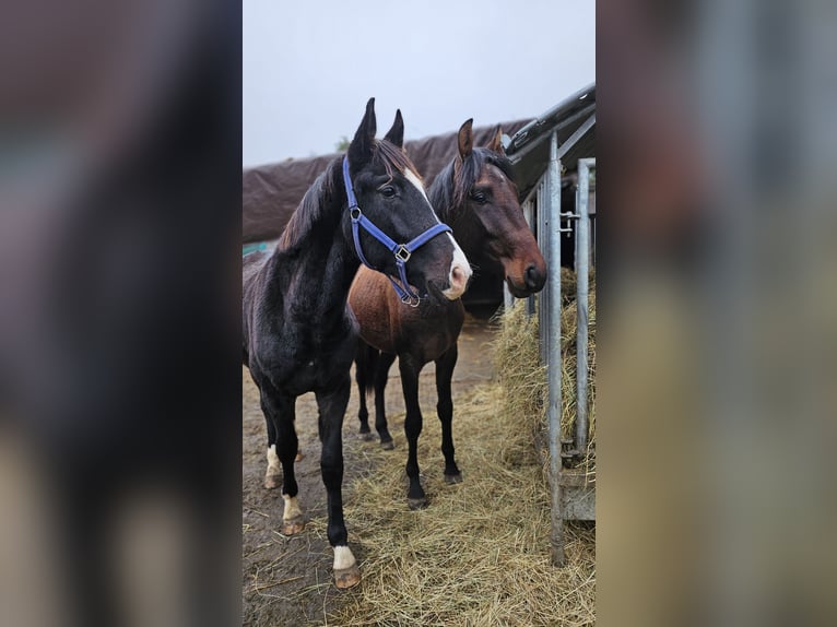 Hannoveraner Wallach 3 Jahre 168 cm Rappe in Moers