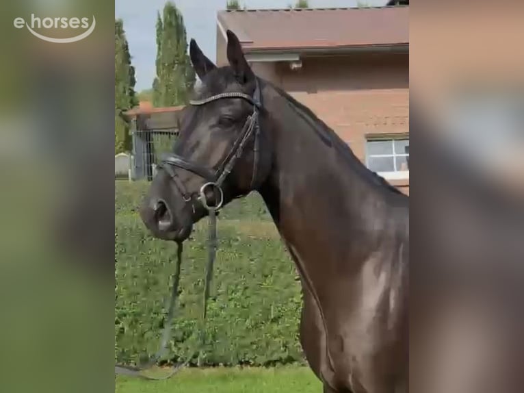 Hannoveraner Wallach 3 Jahre 168 cm Rappe in Hemmoor