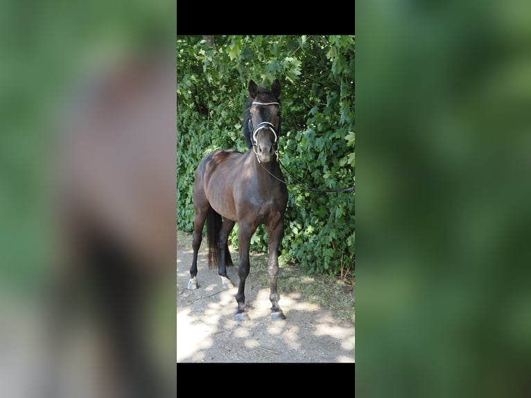 Hannoveraner Wallach 3 Jahre 168 cm Rappe in Moers