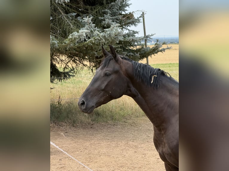 Hannoveraner Wallach 3 Jahre 168 cm Rappe in Neuberg