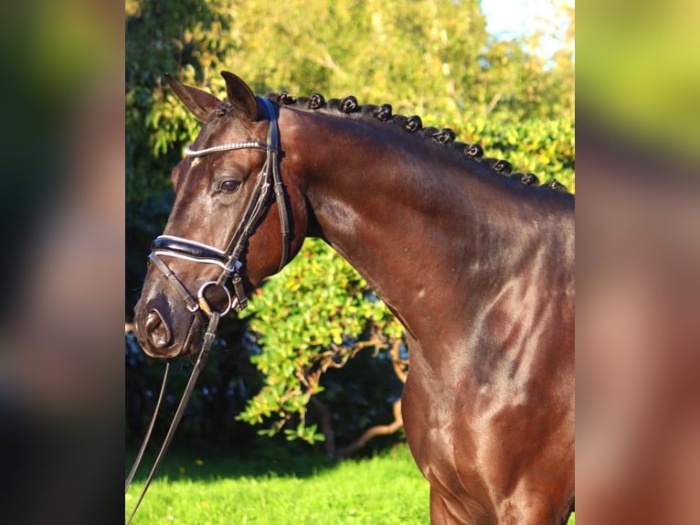 Hannoveraner Wallach 3 Jahre 168 cm Rappe in Selsingen