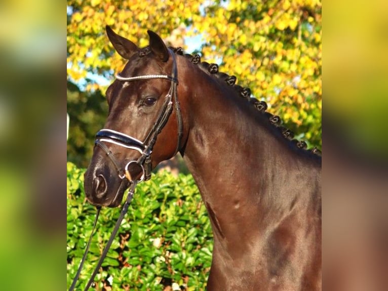 Hannoveraner Wallach 3 Jahre 168 cm Rappe in Selsingen