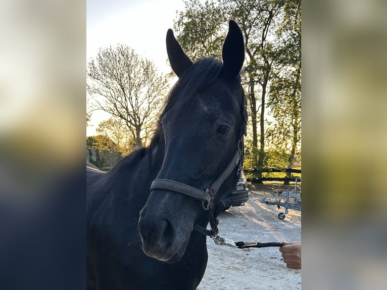 Hannoveraner Wallach 3 Jahre 168 cm Schimmel in Esens