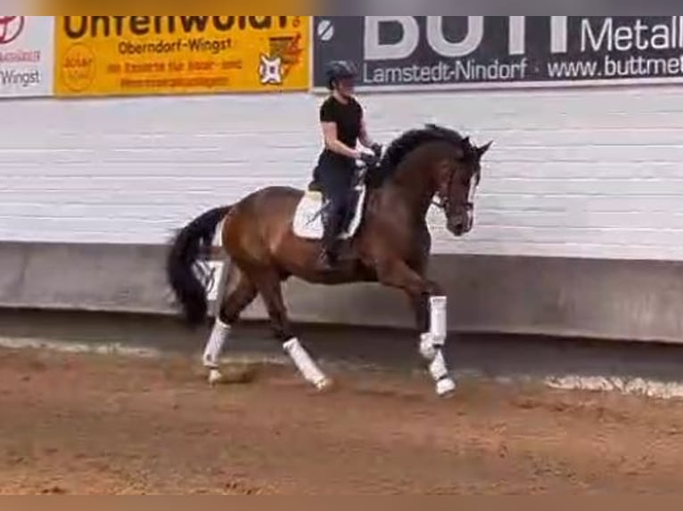 Hannoveraner Wallach 3 Jahre 169 cm Brauner in Drochtersen