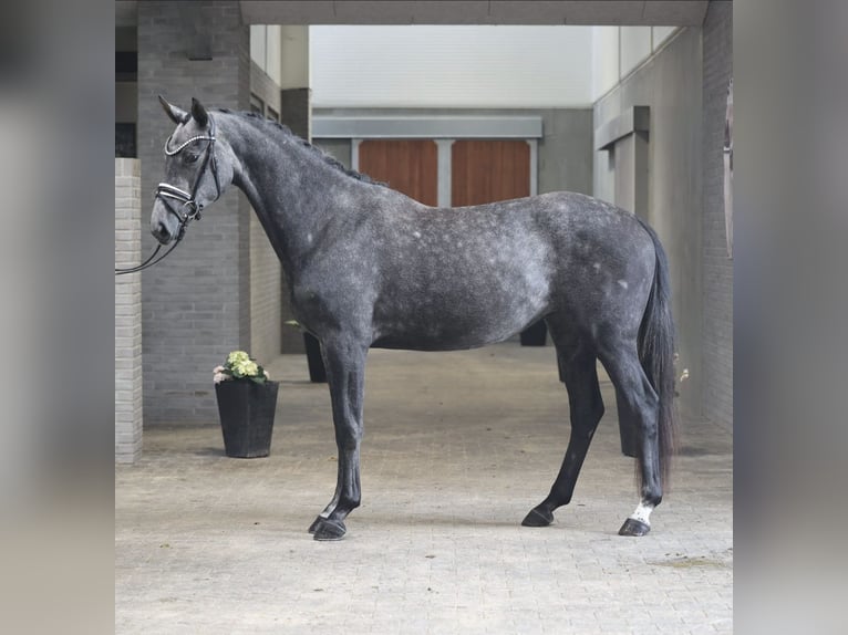 Hannoveraner Wallach 3 Jahre 169 cm  in Asperup