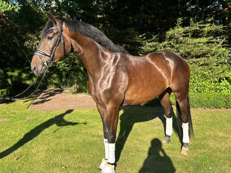 Hannoveraner Wallach 3 Jahre 169 cm Dunkelbrauner in Sandbostel