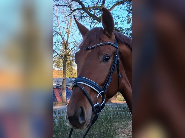 Hannoveraner Wallach 3 Jahre 169 cm Fuchs in Nienhagen