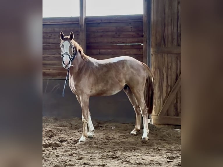 Hannoveraner Wallach 3 Jahre 169 cm Fuchs in Oerel