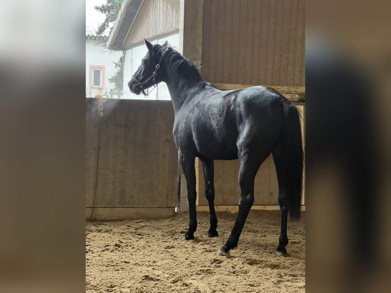 Hannoveraner Wallach 3 Jahre 169 cm Rappe in Wien