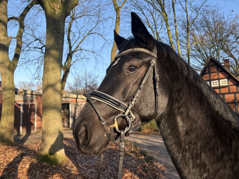 Hannoveraner Wallach 3 Jahre 169 cm Rappe in Verden (Aller)