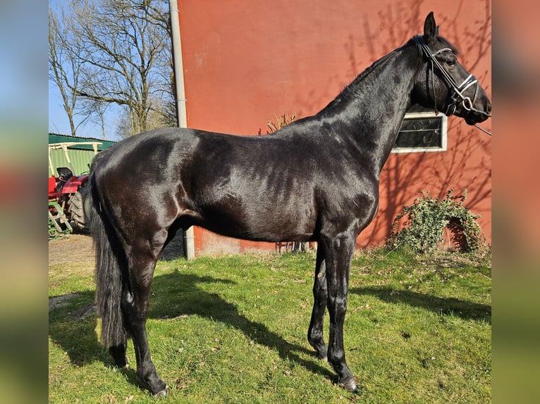 Hannoveraner Wallach 3 Jahre 169 cm Rappe in Neuenkirchen