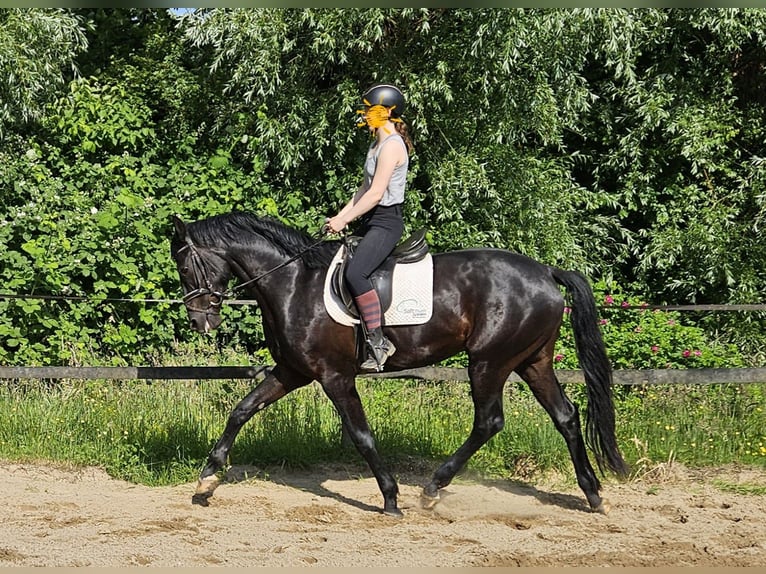 Hannoveraner Wallach 3 Jahre 169 cm Rappe in Neuenkirchen
