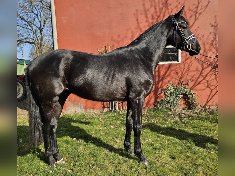 Hannoveraner Wallach 3 Jahre 169 cm Rappe in Neuenkirchen