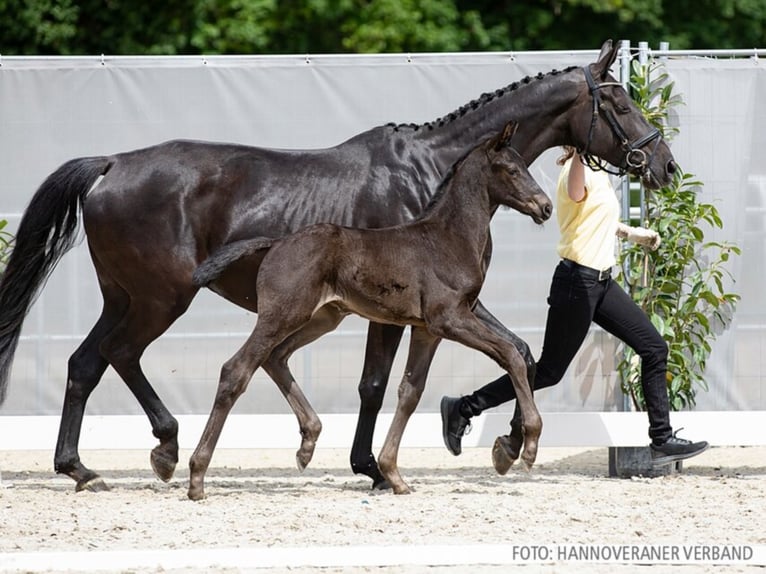 Hannoveraner Wallach 3 Jahre 169 cm Rappe in Walsrode