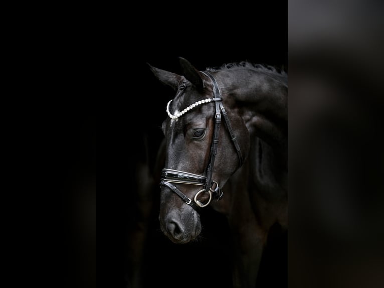 Hannoveraner Wallach 3 Jahre 169 cm Rappe in Wingst