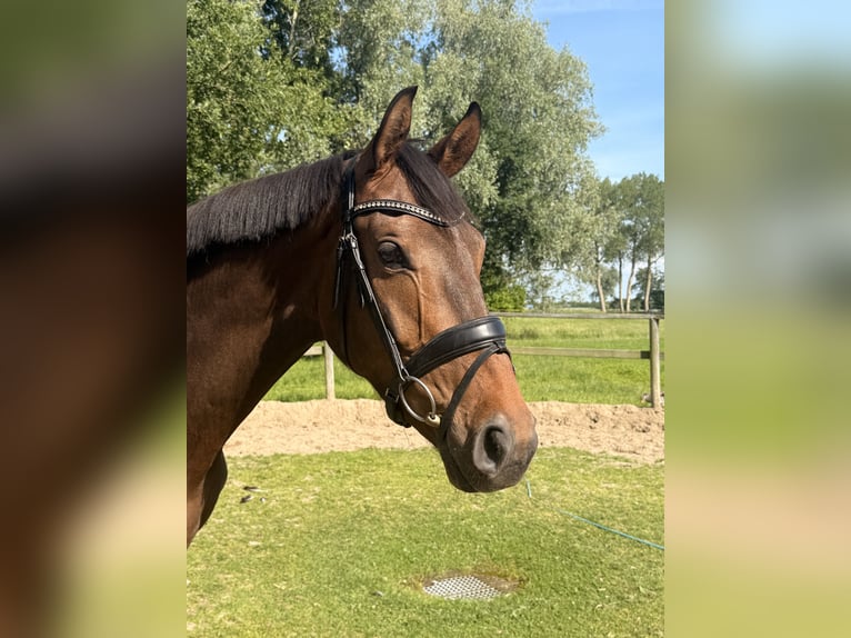 Hannoveraner Wallach 3 Jahre 170 cm Brauner in Cuxhaven
