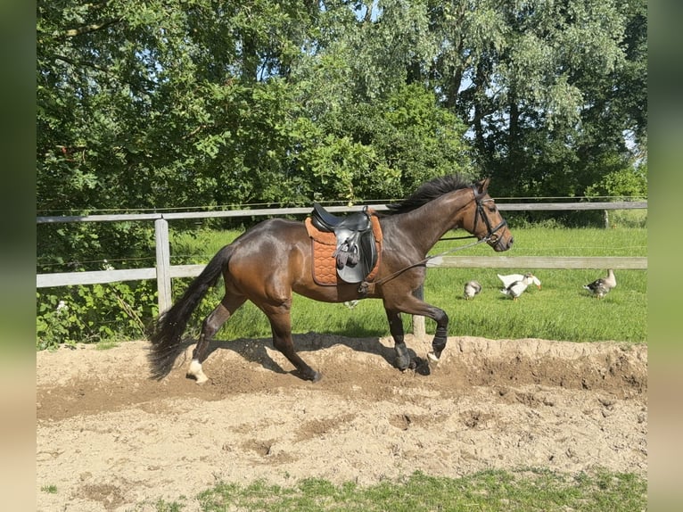 Hannoveraner Wallach 3 Jahre 170 cm Brauner in Cuxhaven