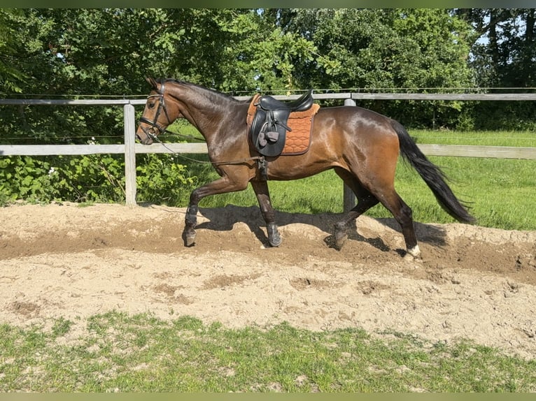 Hannoveraner Wallach 3 Jahre 170 cm Brauner in Cuxhaven