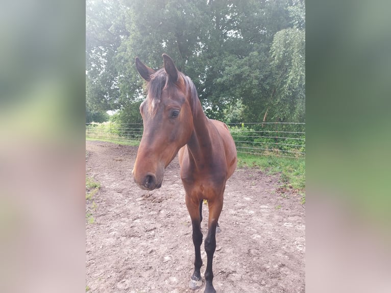 Hannoveraner Wallach 3 Jahre 170 cm Brauner in S&#xFC;dbrookmerland