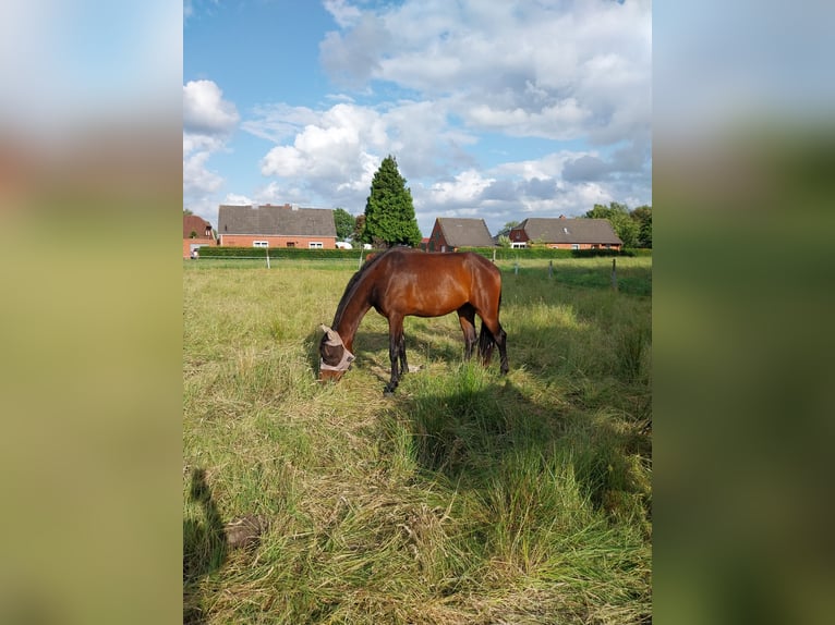 Hannoveraner Wallach 3 Jahre 170 cm Brauner in S&#xFC;dbrookmerland
