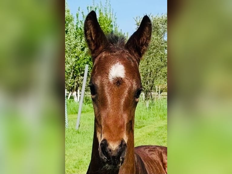 Hannoveraner Wallach 3 Jahre 170 cm Brauner in Bad Zwischenahn