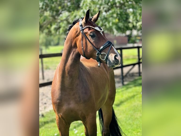 Hannoveraner Wallach 3 Jahre 170 cm Brauner in Lippetal