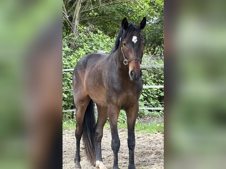 Hannoveraner Wallach 3 Jahre 170 cm Brauner in Neustadt am Rübenberge