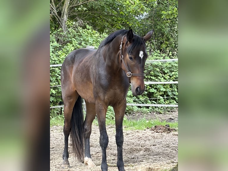 Hannoveraner Wallach 3 Jahre 170 cm Brauner in Neustadt am Rübenberge