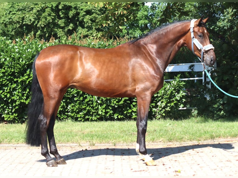 Hannoveraner Wallach 3 Jahre 170 cm Brauner in Selsingen