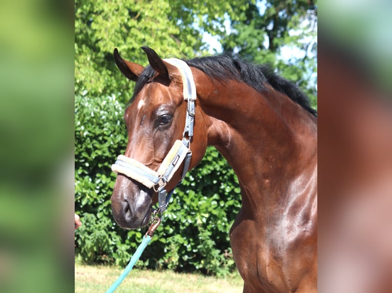 Hannoveraner Wallach 3 Jahre 170 cm Brauner in Selsingen