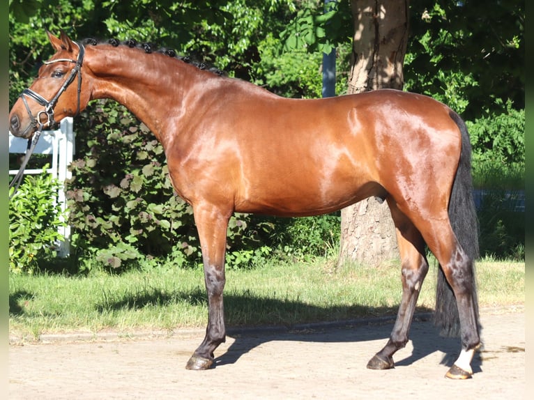Hannoveraner Wallach 3 Jahre 170 cm Brauner in Selsingen