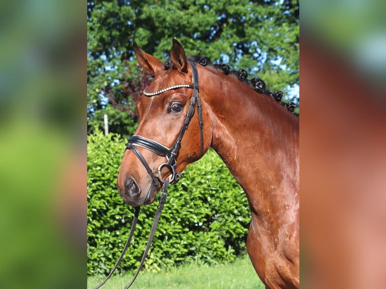 Hannoveraner Wallach 3 Jahre 170 cm Brauner in Selsingen