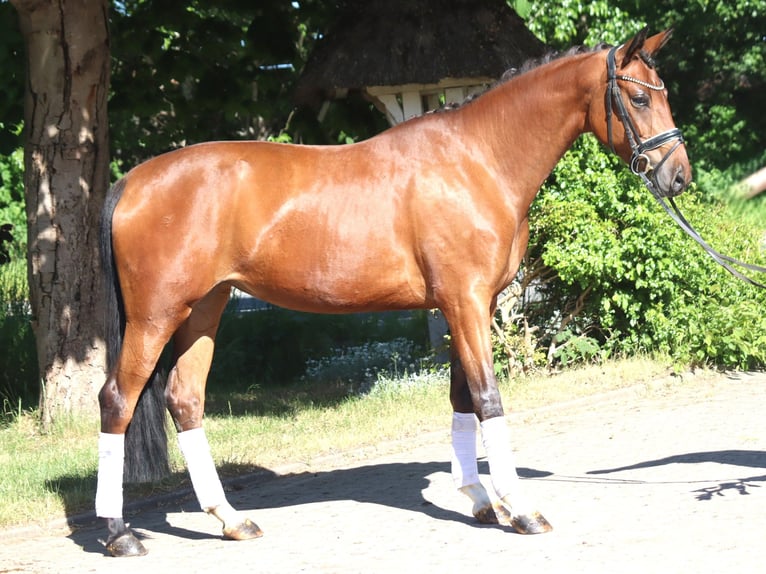 Hannoveraner Wallach 3 Jahre 170 cm Brauner in Selsingen