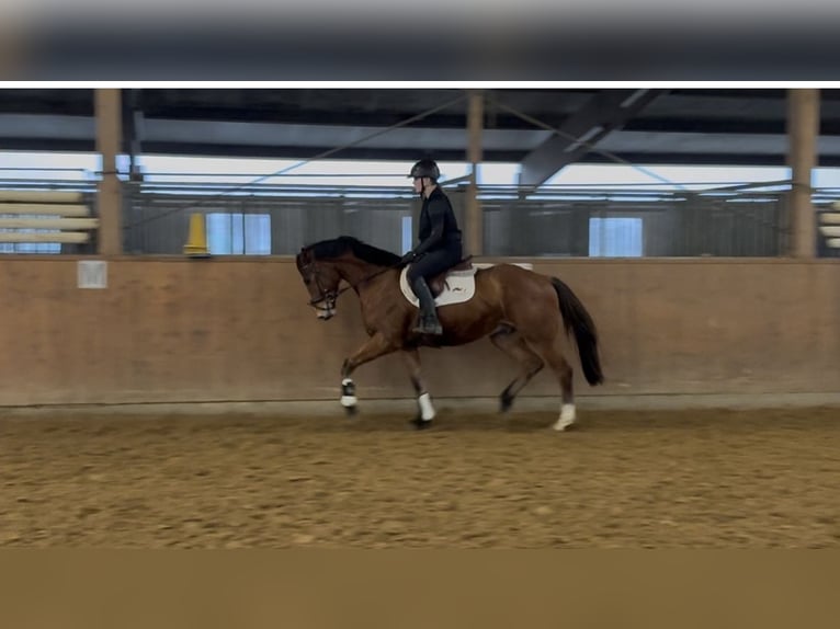 Hannoveraner Wallach 3 Jahre 170 cm Brauner in Oerel