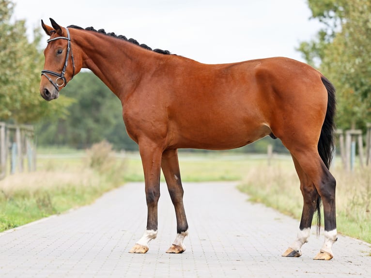 Hannoveraner Wallach 3 Jahre 170 cm Brauner in Loewenberger Land, 30 min von Berlin