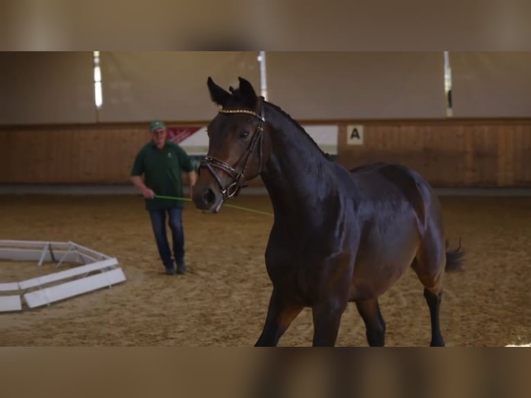 Hannoveraner Wallach 3 Jahre 170 cm Brauner in Weil