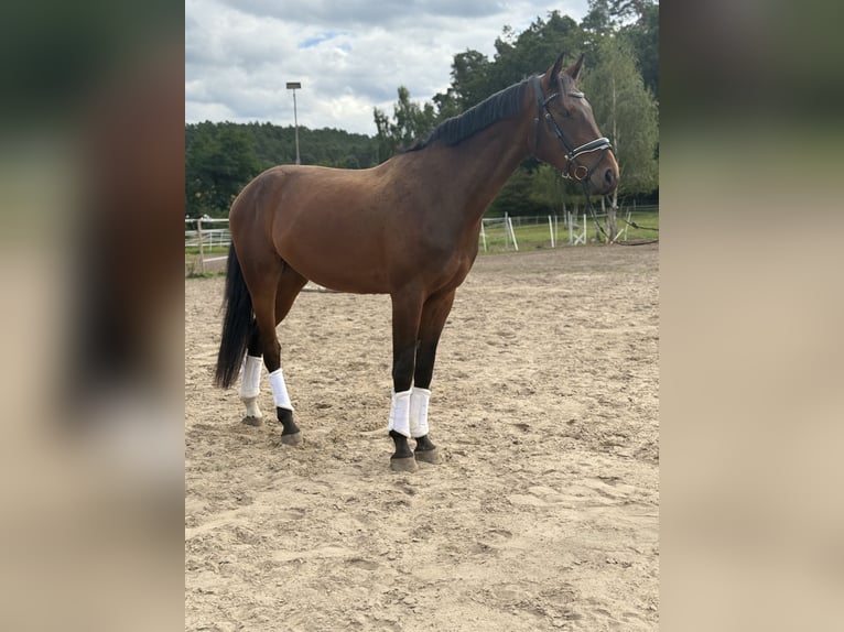 Hannoveraner Wallach 3 Jahre 170 cm Brauner in Dahlenburg