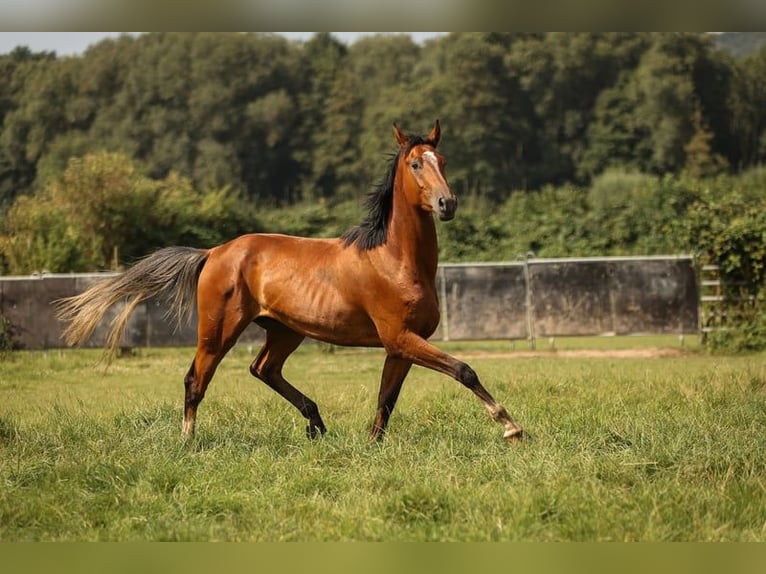 Hannoveraner Wallach 3 Jahre 170 cm Brauner in Moers