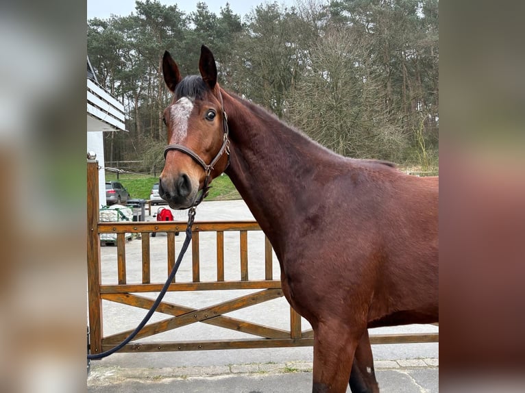 Hannoveraner Wallach 3 Jahre 170 cm Brauner in Moers