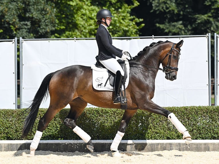 Hannoveraner Wallach 3 Jahre 170 cm Dunkelbrauner in Bad Bevensen
