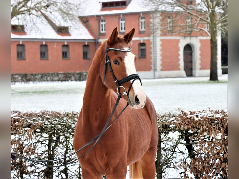 Hannoveraner Wallach 3 Jahre 170 cm Fuchs in Celle