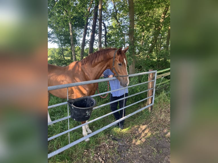 Hannoveraner Wallach 3 Jahre 170 cm Fuchs in Lauenbrück