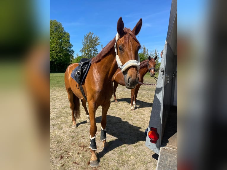 Hannoveraner Wallach 3 Jahre 170 cm Fuchs in Wensin