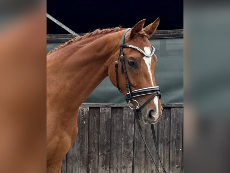 Hannoveraner Wallach 3 Jahre 170 cm Fuchs in Neumarkt in der Oberpfalz